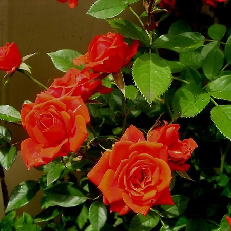 Apartmán Silvia Komárno